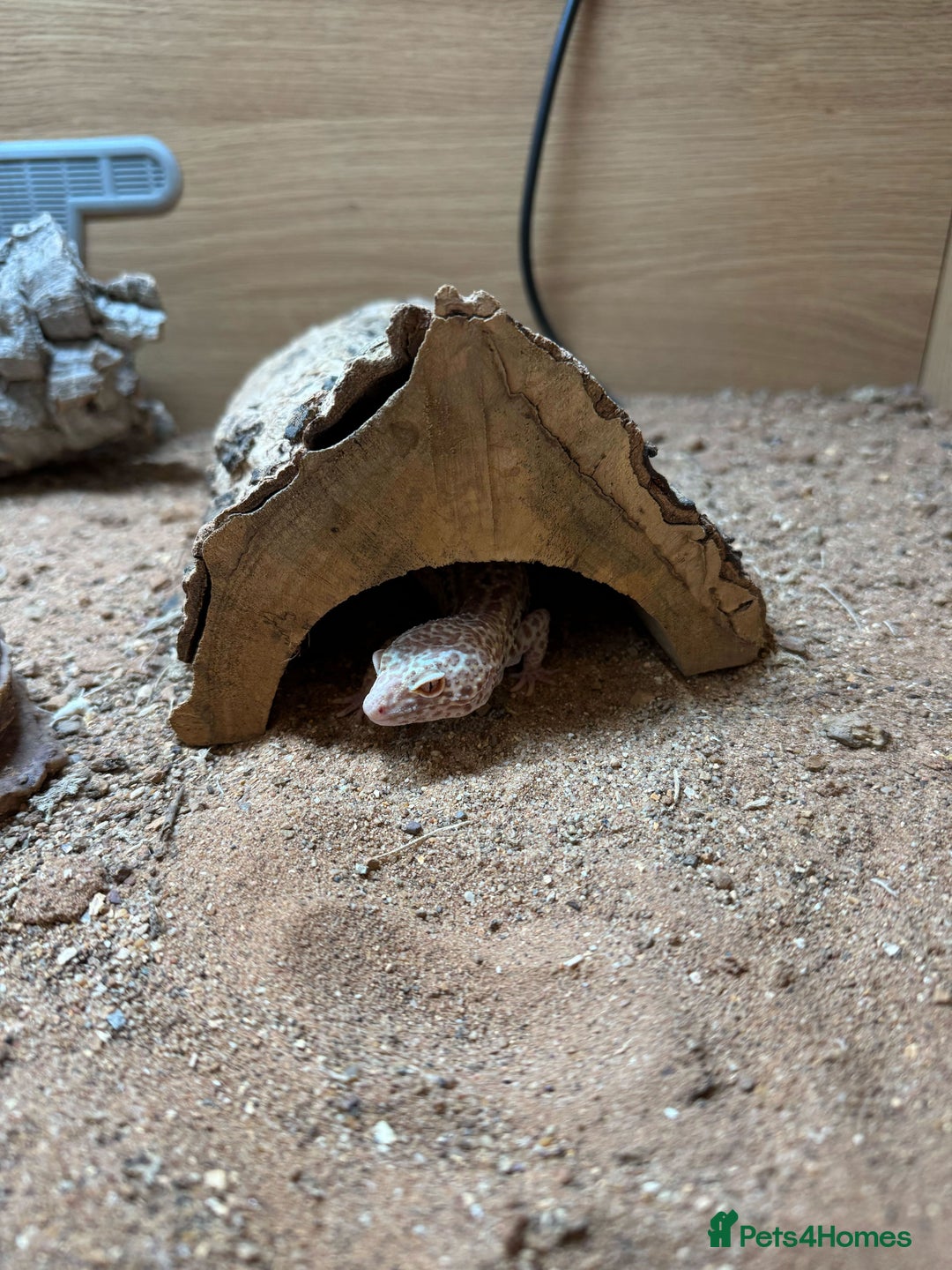 Gecko reptiles for sale: Female Albino Leopard Gecko + VivExotic Full Setup - Image 4