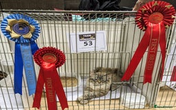 Siberian cats for sale: Champion blood, 5 Gen pedigree, loving kittens - Image 3
