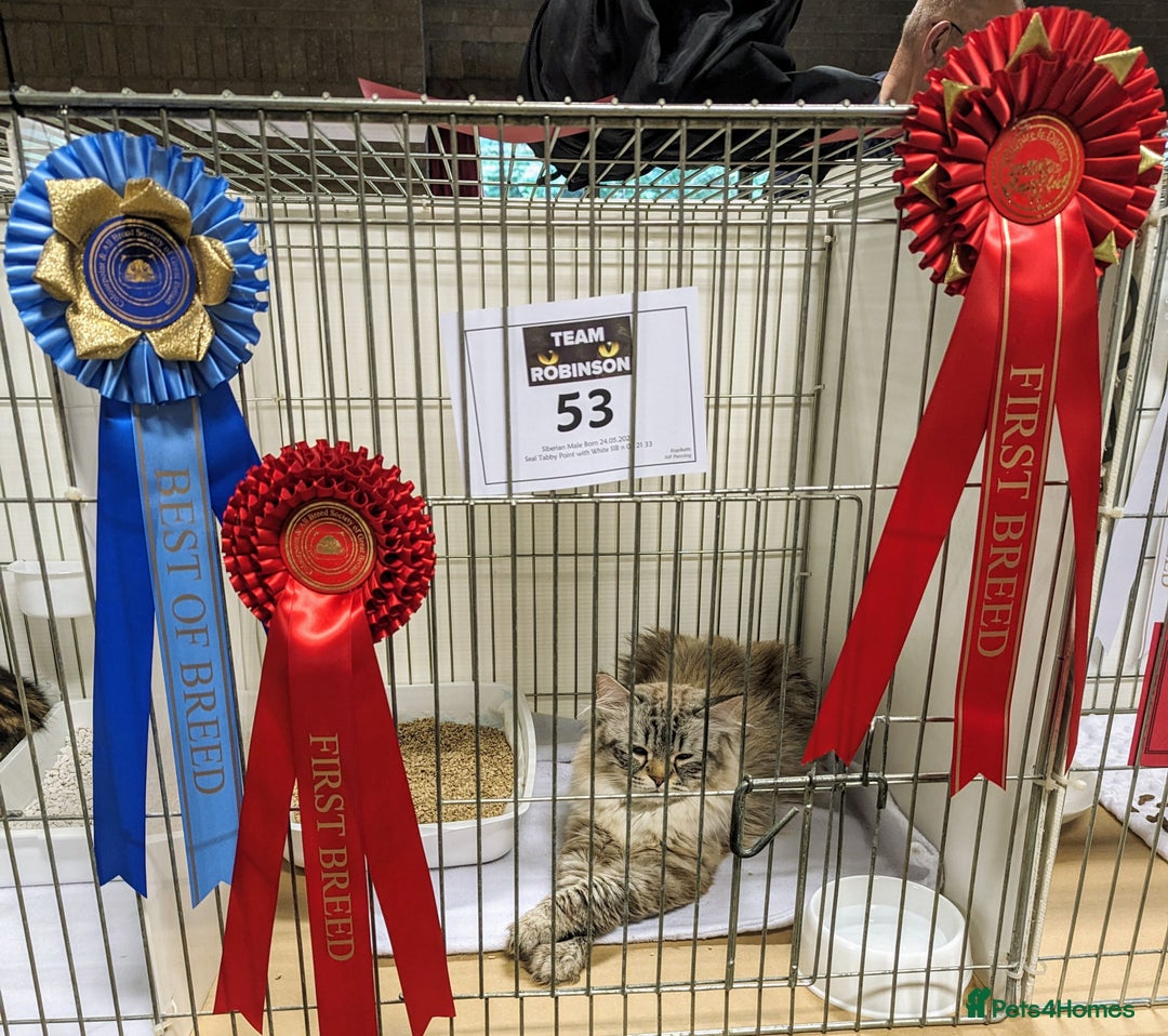 Siberian cats for sale: Champion blood, 5 Gen pedigree, loving kittens - Image 3