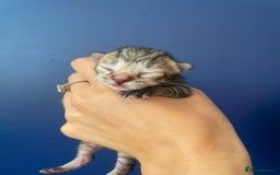 Mixed Breed cats for sale: Mixed breed ragdoll & tabby kittens - Image 14