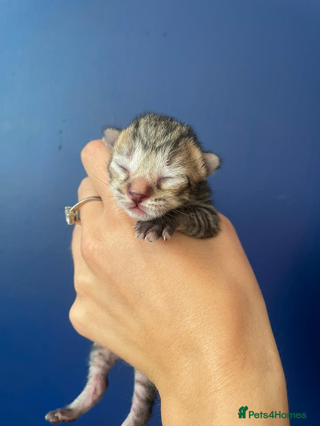 Mixed Breed cats for sale: Mixed breed ragdoll & tabby kittens - Image 14