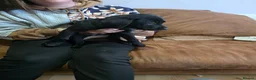 Mixed Breed dogs for sale: Labrastaff/Staffador - Advert 3