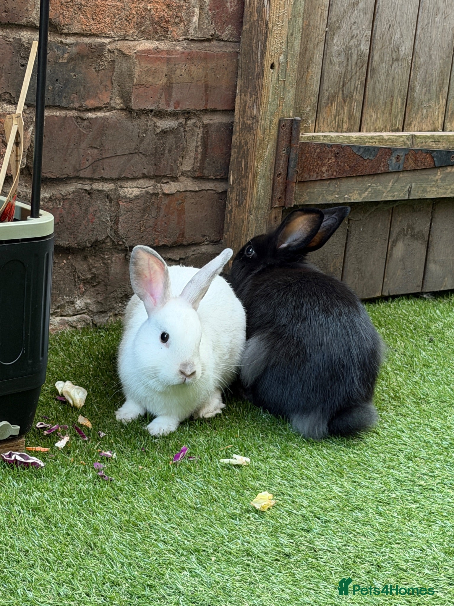 Mixed Breed rabbits beautiful fluffy rabbits - Advert 1