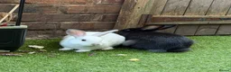 Mixed Breed rabbits for sale: beautiful fluffy rabbits in Salford - Advert 1