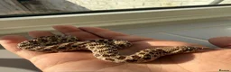 Snake reptiles for sale: Het lavender/caramel hypo  - Advert 2