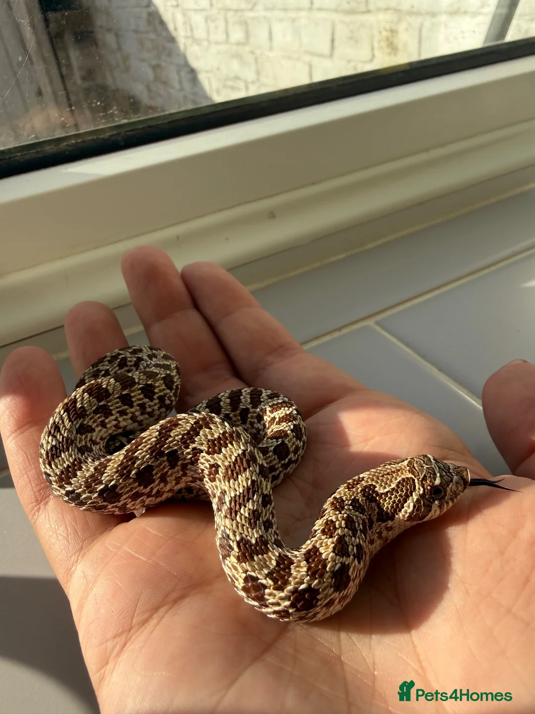 Snake reptiles for sale: Het lavender/caramel hypo  - Advert 2