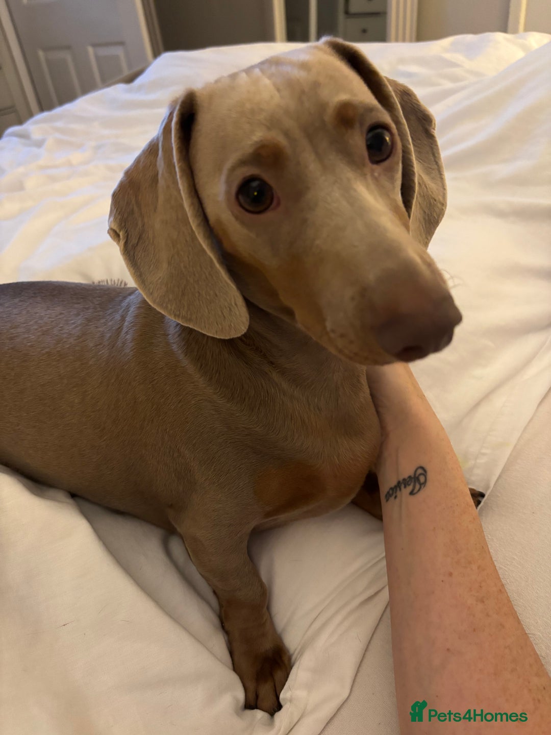 Miniature Dachshund dogs for sale: Digga - Advert 5