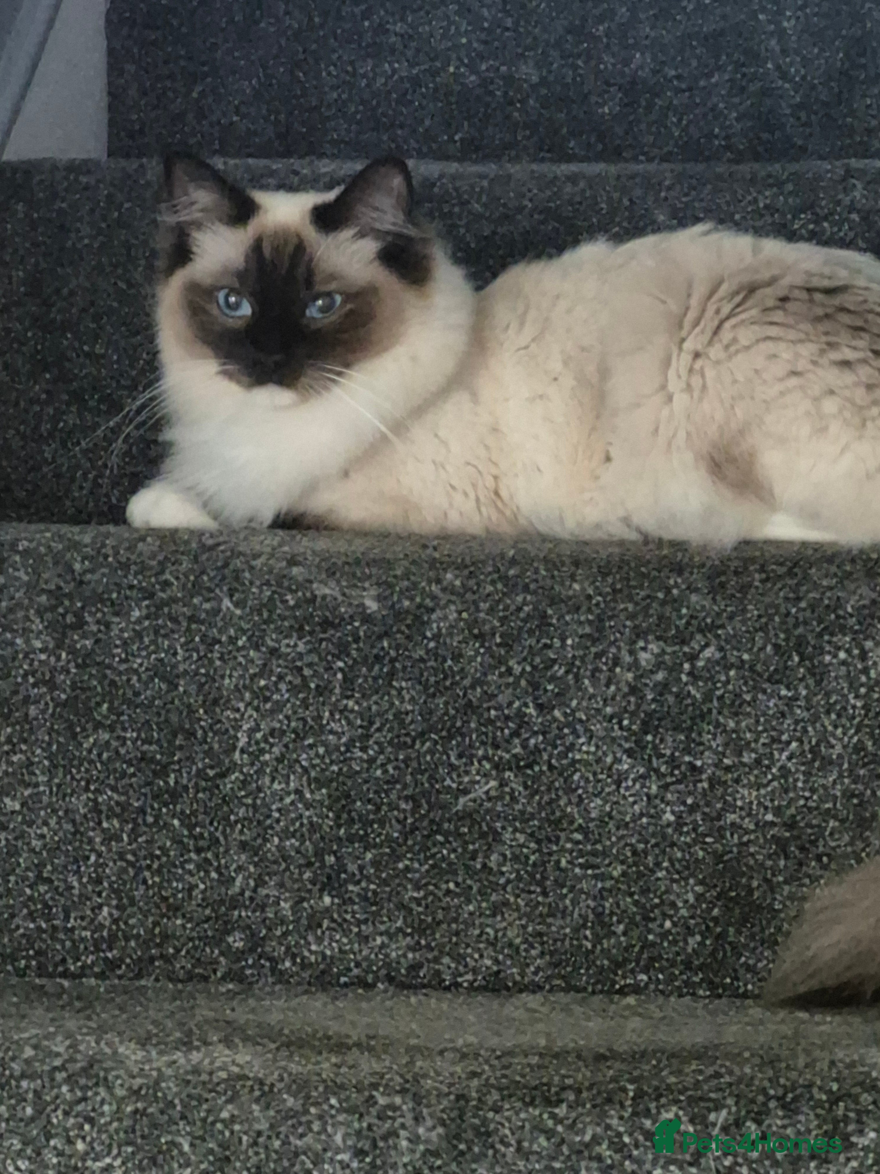 Ragdoll cats 2 male ragdoll kittens for sale  in Newcastle upon Tyne - Advert 11