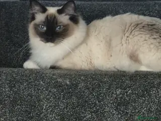 Ragdoll cats 2 male ragdoll kittens for sale in Newcastle upon Tyne - Advert 11