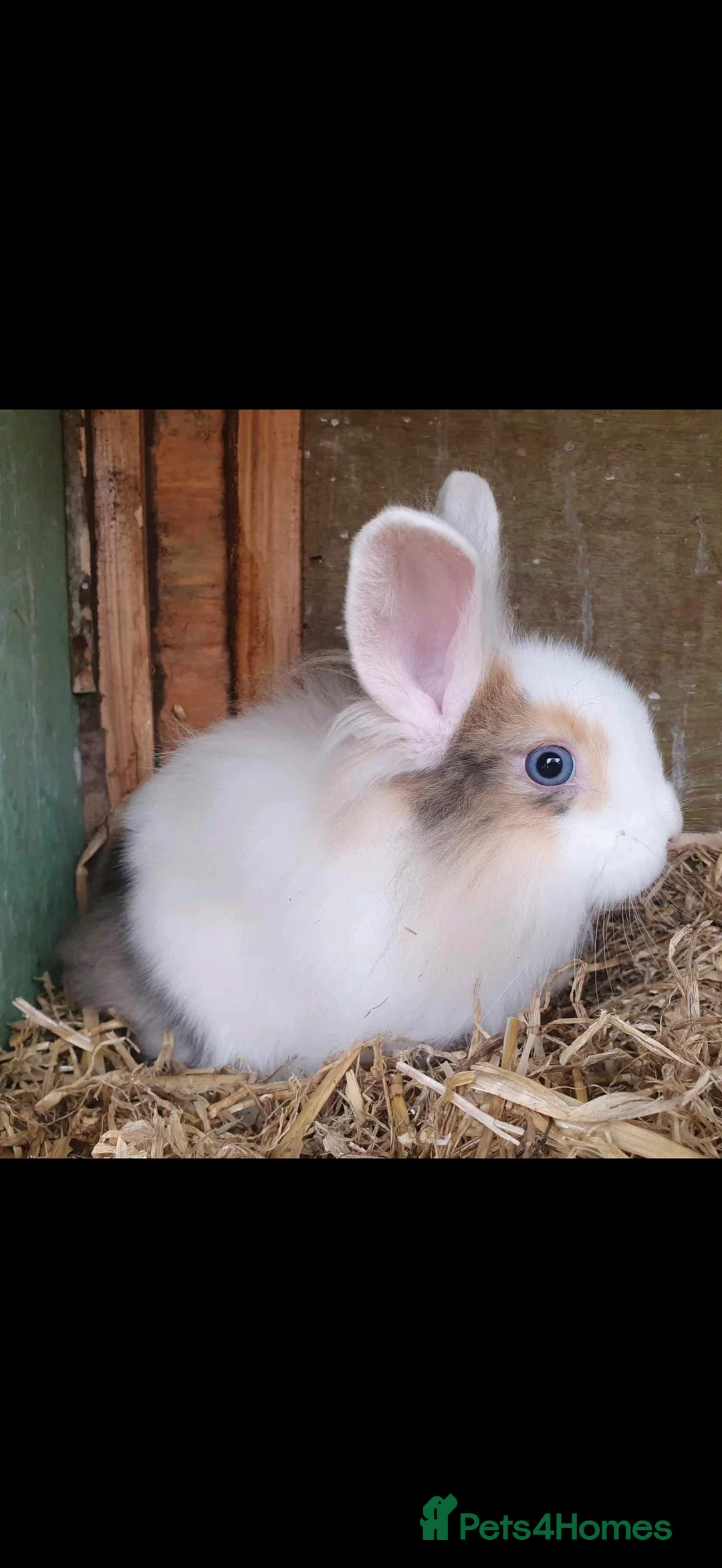 Lionhead rabbits for sale: Double mane lionhead rabbits - Advert 30