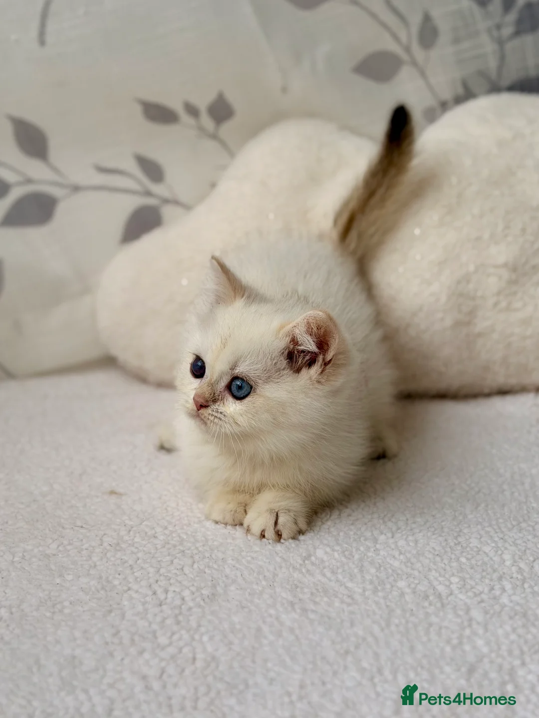 British Shorthair cats for sale: 🐾Golden British Shorthair Kittens🐾 - Advert 37