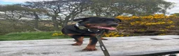 Rottweiler dogs for sale: 2 Year Rottweiler Male Needing Rehomed - Advert 10