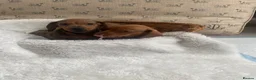 Miniature Dachshund dogs for sale: Miniature dapple dachshund puppies for sale  - Advert 19