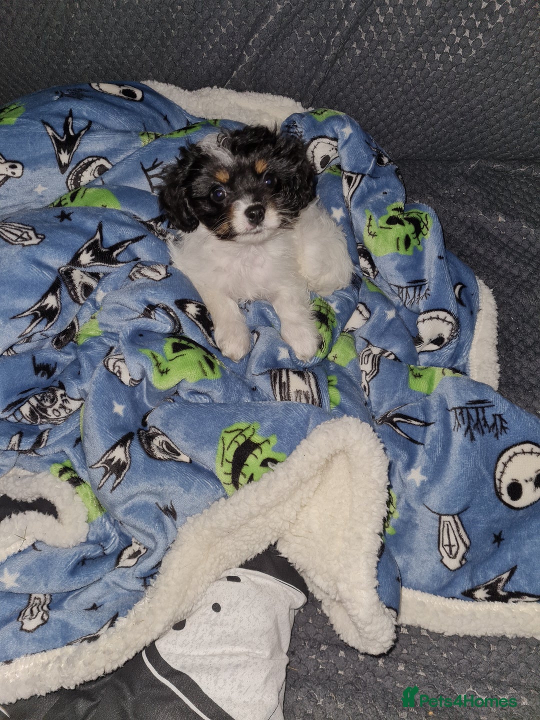 Cavapoo dogs for sale: **Ready** The last stunning cavapoo female - Image 7