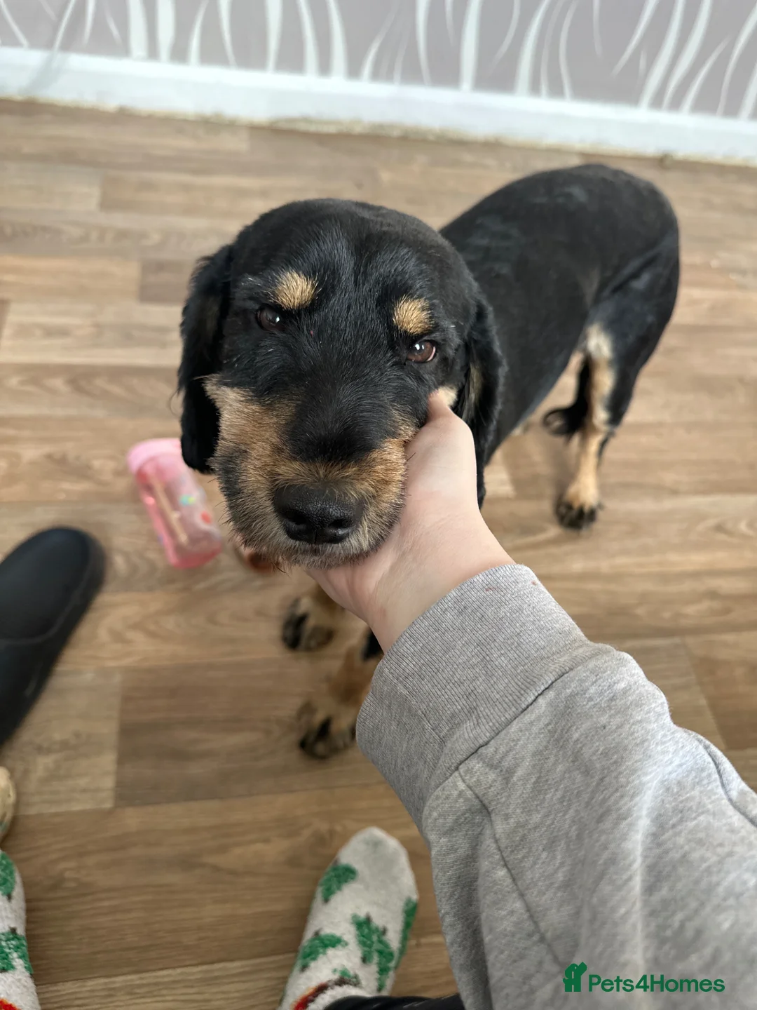 Cockapoo dogs for sale: Cockapoo for sale  - Advert 1