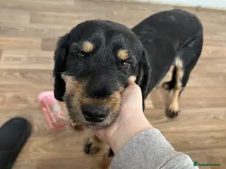 Cockapoo dogs Cockapoo for sale - Advert 1