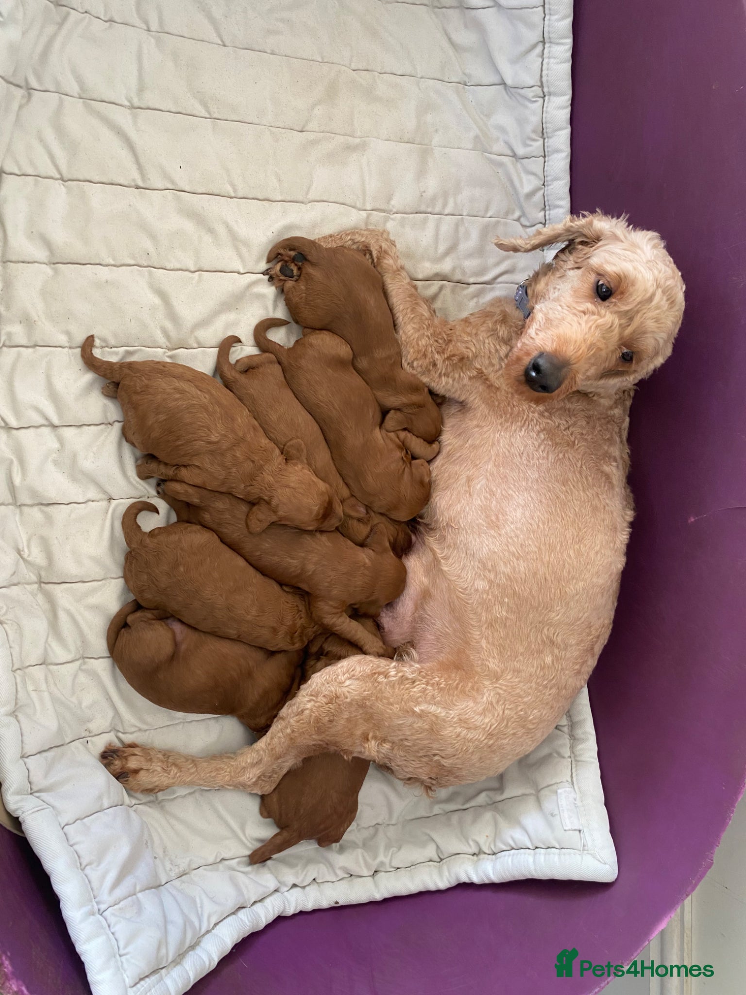 Cockapoo dogs Fox Red Cockapoo Puppies - Advert 7