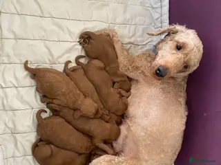 Cockapoo dogs Fox Red Cockapoo Puppies - Advert 7