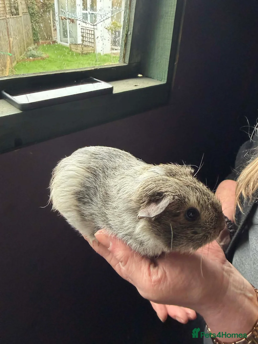 Guinea Pig rodents for sale: Baby Guinea pigs  - Advert 1