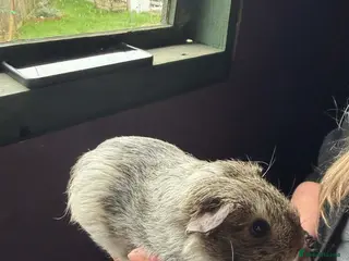 Guinea Pig rodents Baby Guinea pigs - Advert 1