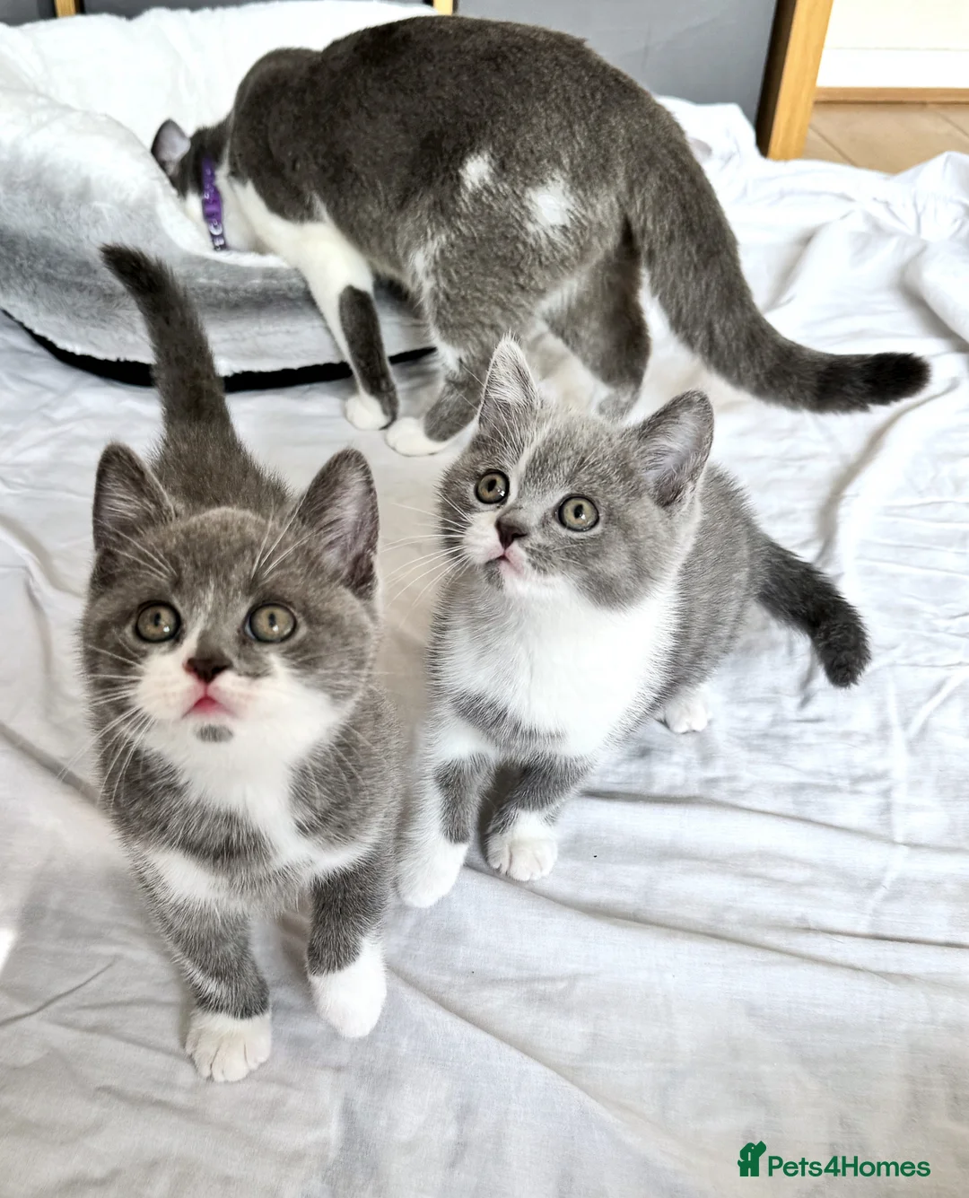 British Shorthair cats for sale: British Shorthair Blue & White Bicolor Kitten  in Dagenham - Advert 1