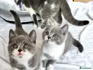 British Shorthair cats British Shorthair Blue & White Bicolor Kitten - Advert 2