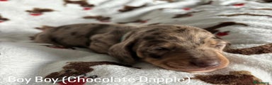 Blue Boy (Chocolate Dapple) 