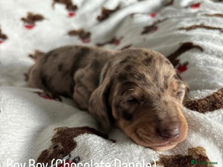 Miniature Dachshund dogs 🎄Miniature Dachshund Pups, KC Reg, PRA Clear🎄 - Advert 14