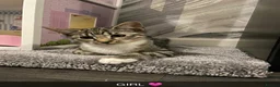 Mixed Breed cats for sale: 2 boys & 1 Girl kittens 🥰 in Glasgow - Advert 2