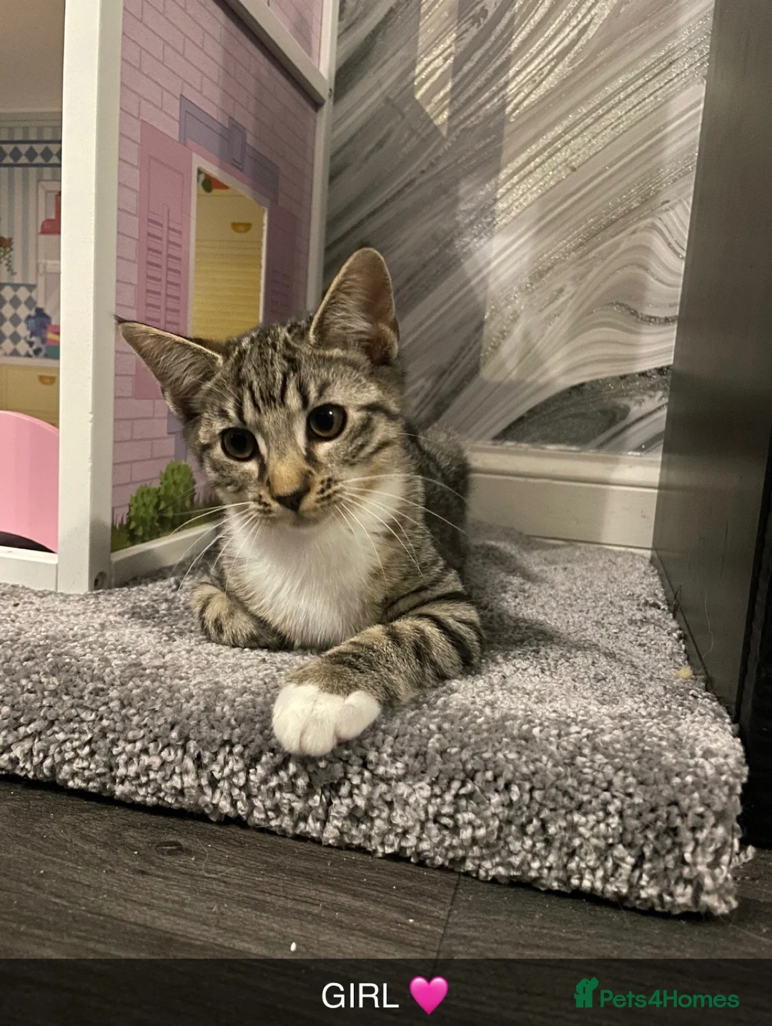Mixed Breed cats for sale: 2 boys & 1 Girl kittens 🥰 in Glasgow - Advert 2