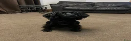 Cocker Spaniel dogs for sale: Lillie- Beautiful 2yr Old Cocker Spanial Girl - Advert 1
