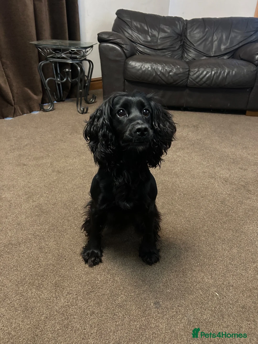 Cocker Spaniel dogs for sale: Lillie- Beautiful 2yr Old Cocker Spanial Girl - Advert 1