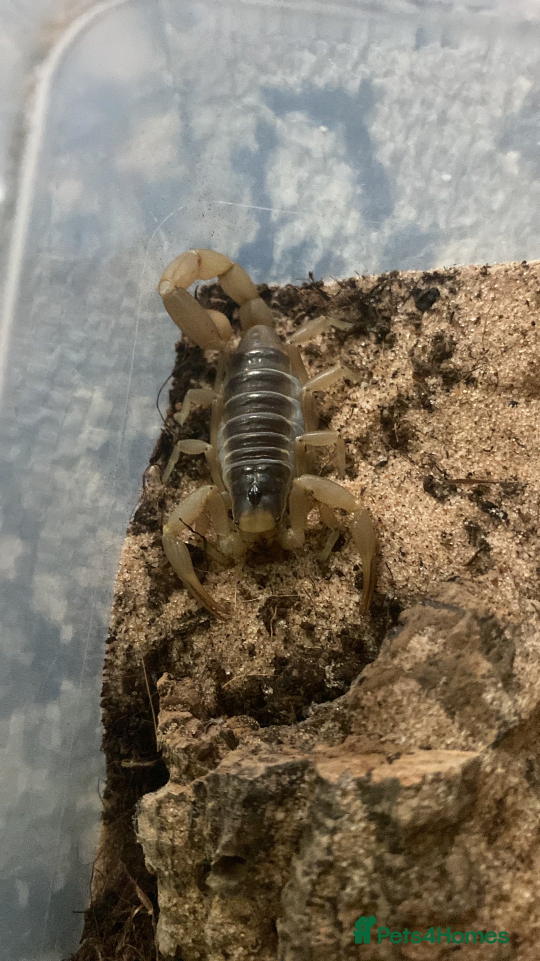 Mixed Breed invertebrates for sale: Tarantulas, Scorpions, Mantises, Isopods  - Advert 3