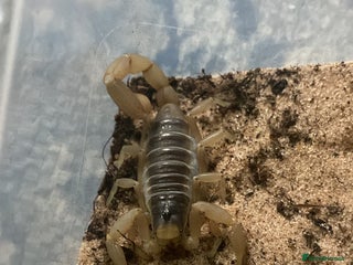 Mixed Breed invertebrates Tarantulas, Scorpions, Mantises, Isopods - Advert 7