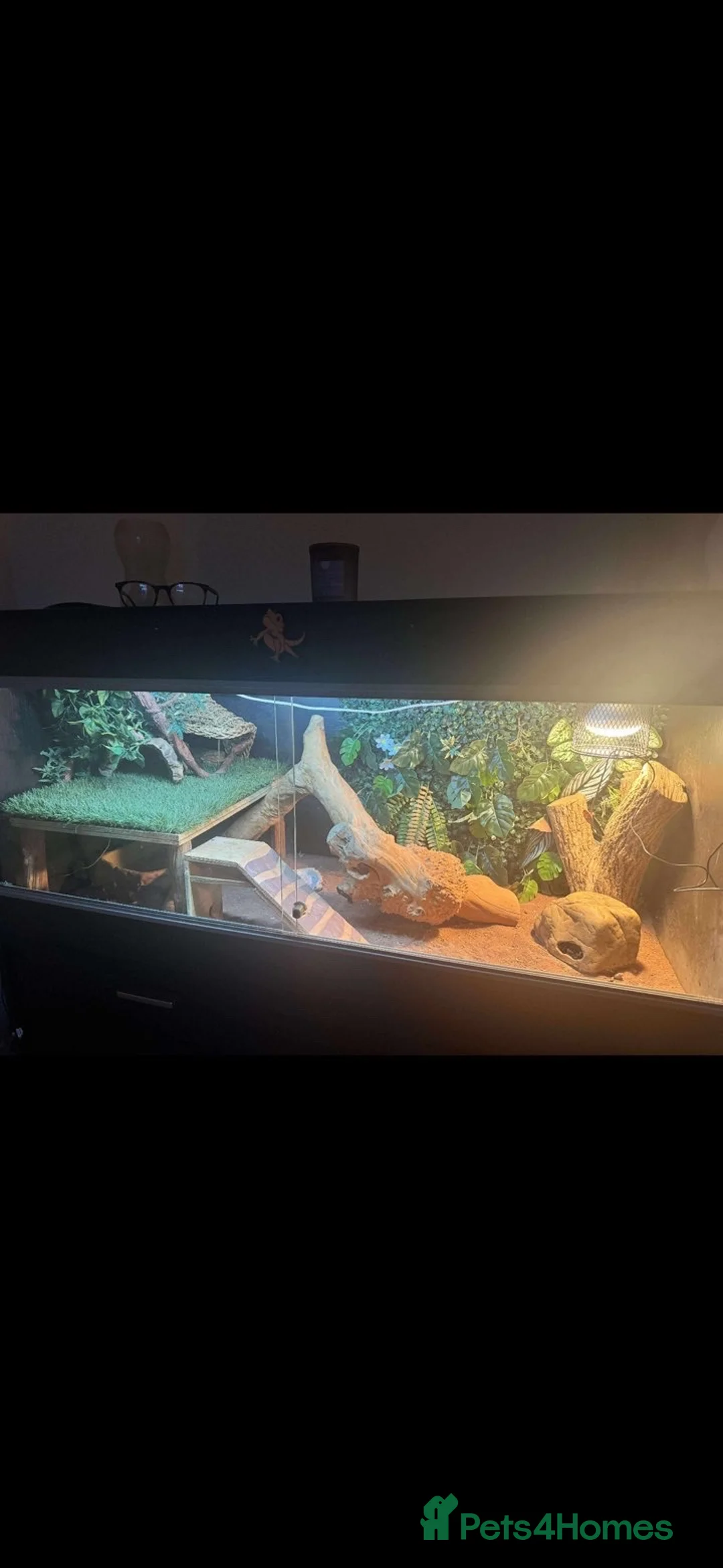 Bearded Dragon reptiles for sale: Bearded dragon and full set up  - Advert 5