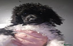 Standard Poodle dogs for sale: Stunning kc standard poodle puppies ready now - Image 9