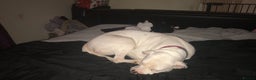 American Bulldog dogs for sale: lulu  - Advert 2