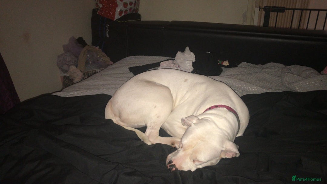 American Bulldog dogs for sale: lulu  - Advert 2