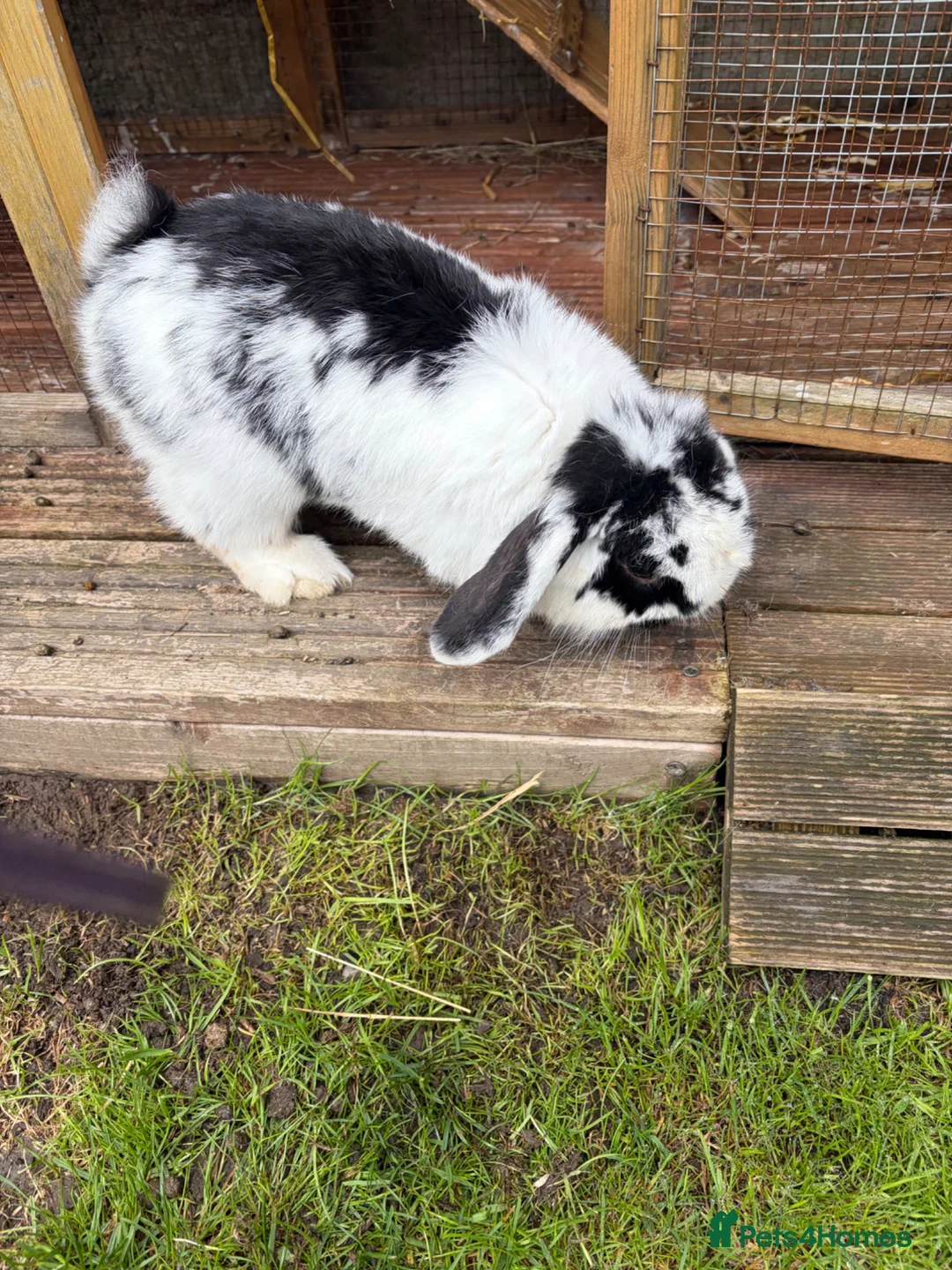 Mini Lop rabbits for sale: Beautiful Mini Lop Rabbit - Advert 2
