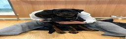 Rottweiler dogs for stud: KC Registered Proven Health Tested Rottweiler Stud - Advert 16