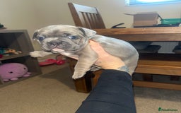 French Bulldog dogs for sale: Blue French bulldogs - Image 12
