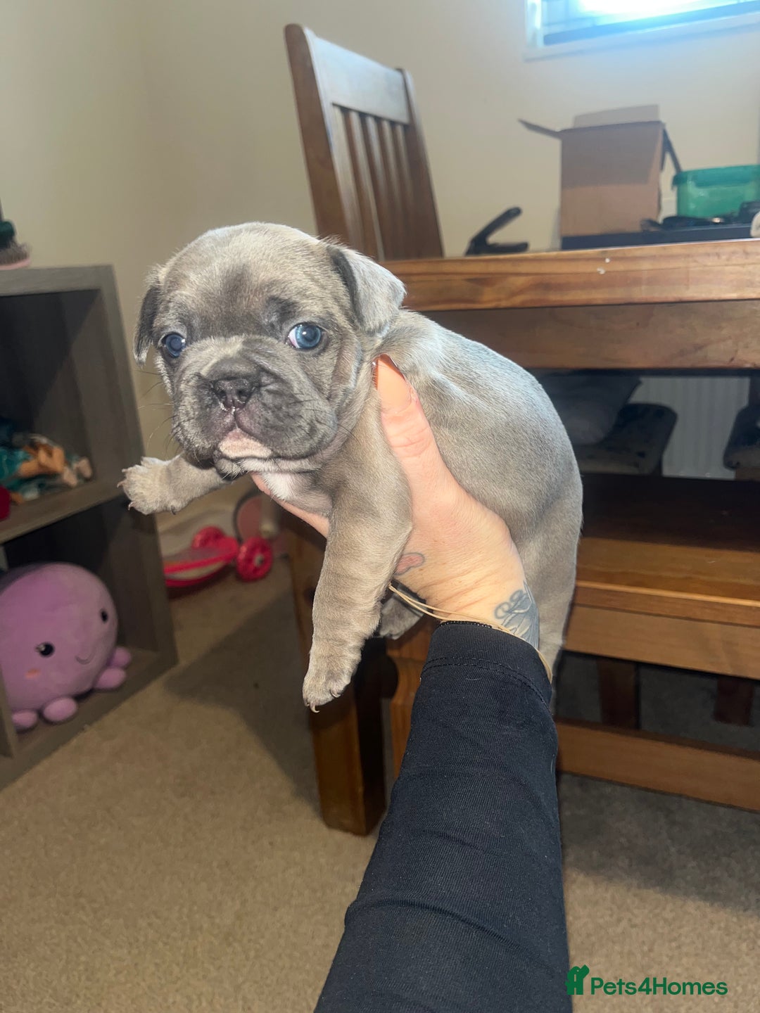 French Bulldog dogs for sale: Blue French bulldogs - Image 12
