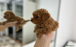 Maltipoo dogs for sale: 🐩Korean Maltipoo🐩 - Image 10