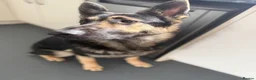 German Shepherd dogs for sale: Young German shepherd male  - Advert 8