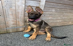 German Shepherd dogs for sale: **TOP QUALITY CZECH GERMAN SHEPHERD PUPS KC REG** - Image 5
