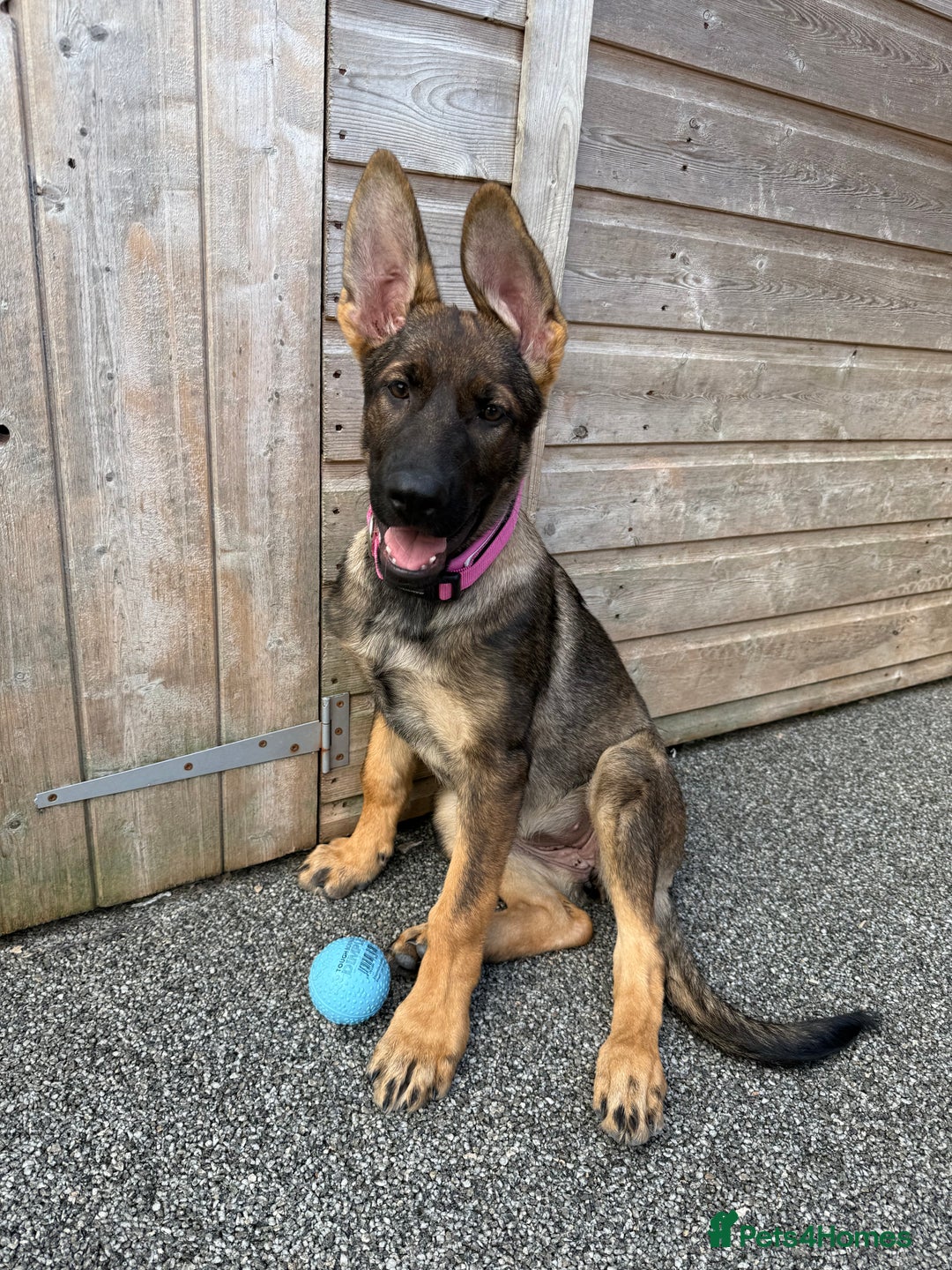 German Shepherd dogs for sale: **TOP QUALITY CZECH GERMAN SHEPHERD PUPS KC REG** - Image 5