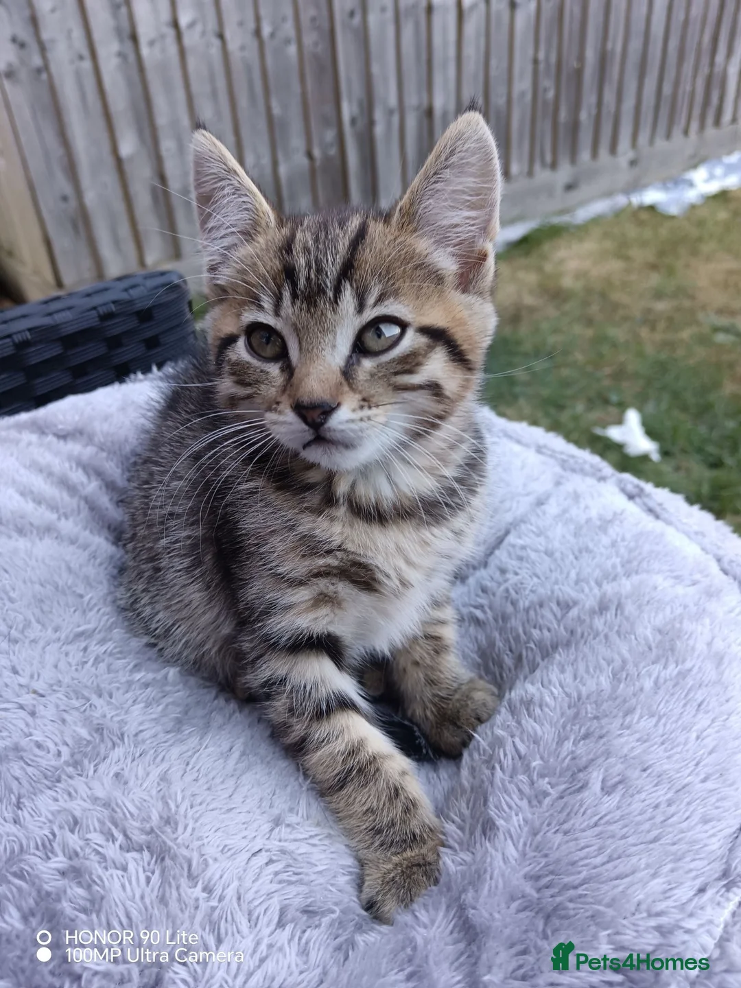 Mixed Breed cats for sale: Kittens –  **  🐾  in Leicester - Advert 3