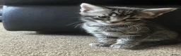 Domestic Shorthair cats for sale: Litter of 4 for sale - Advert 20