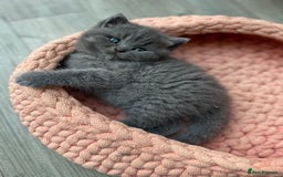 British Shorthair cats for sale: Champion Bloodline British Shorthair/Longhair - Image 10