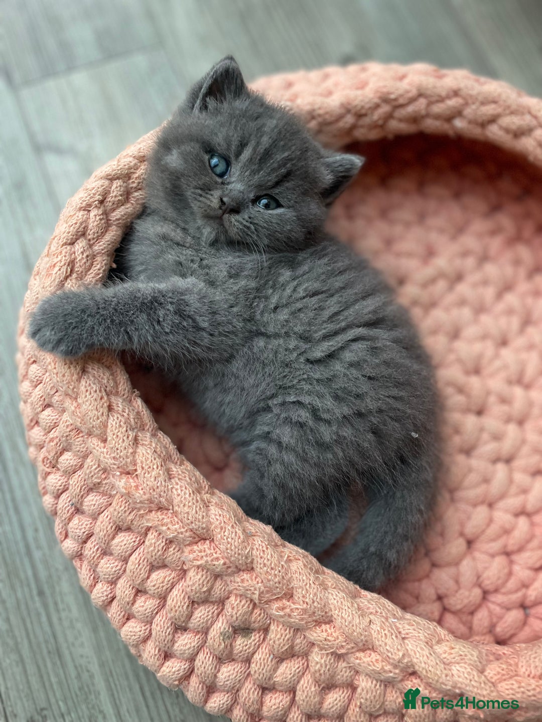 British Shorthair cats for sale: Champion Bloodline British Shorthair/Longhair - Image 10